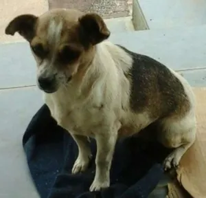Cachorro raça SRD idade 2 anos nome Emma