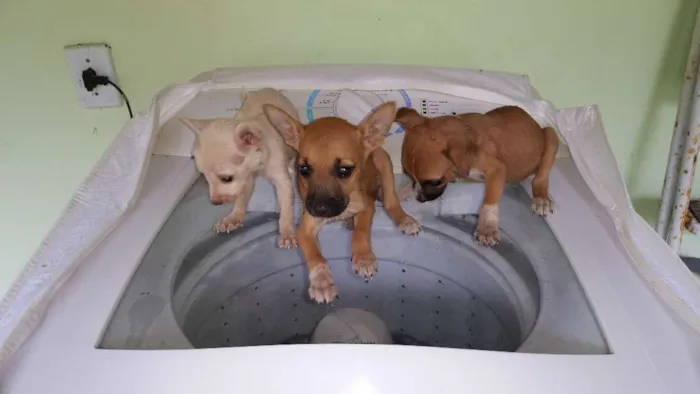 Cachorro ra a Indefinida idade Abaixo de 2 meses nome Não tem