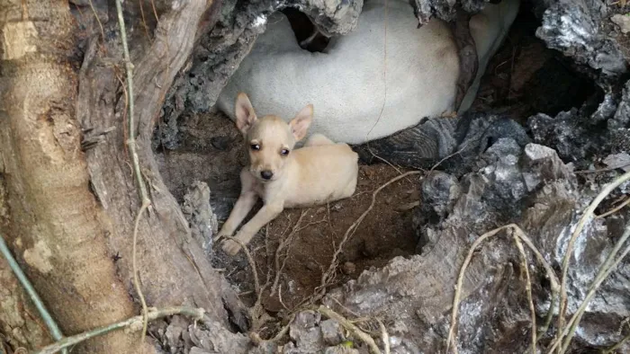 Cachorro ra a Indefinida idade Abaixo de 2 meses nome Não tem