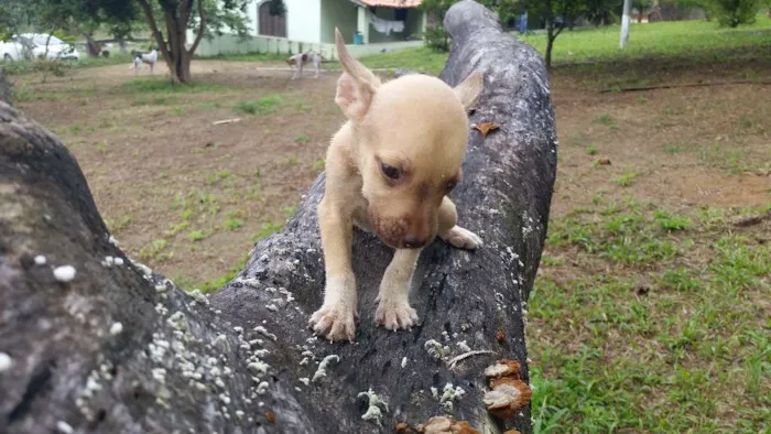 Cachorro ra a Indefinida idade Abaixo de 2 meses nome Não tem