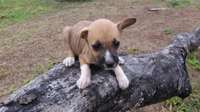 Cachorro ra a Indefinida idade Abaixo de 2 meses nome Não tem