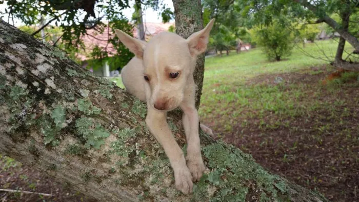 Cachorro ra a Indefinida idade Abaixo de 2 meses nome Não tem