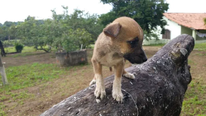 Cachorro ra a Indefinida idade Abaixo de 2 meses nome Não tem