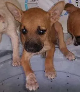 Cachorro ra a Indefinida idade Abaixo de 2 meses nome Não tem