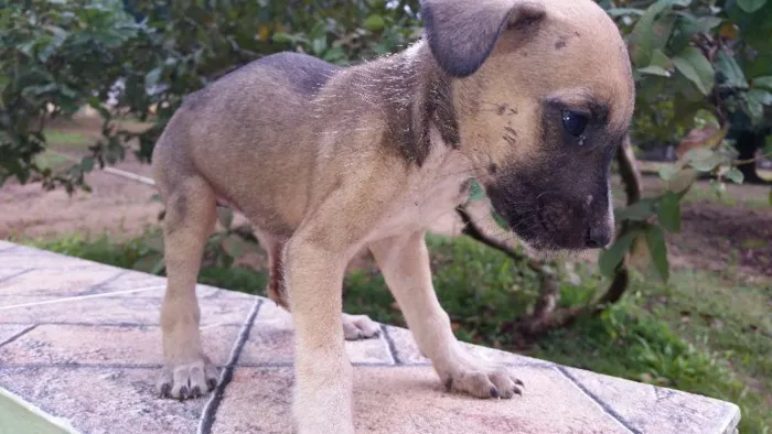 Cachorro ra a Indefinida idade Abaixo de 2 meses nome Não tem