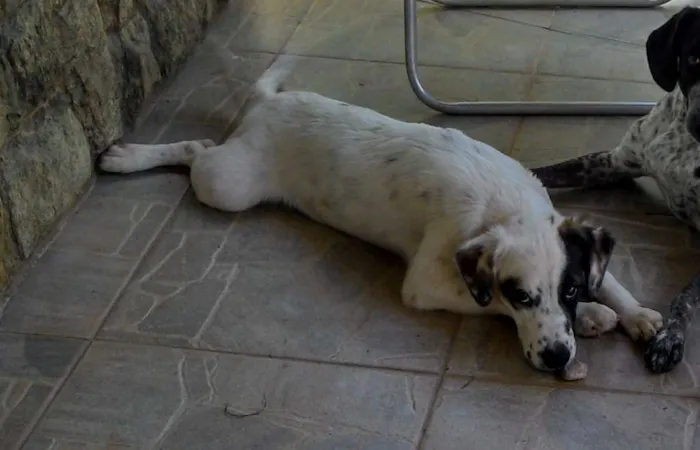 Cachorro ra a SRD idade 2 a 6 meses nome SNOOPY