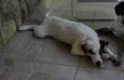 SNOOPY