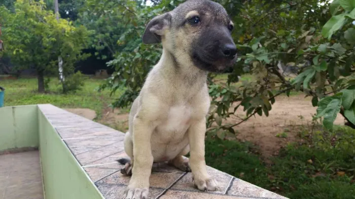 Cachorro ra a Indefinida idade Abaixo de 2 meses nome Não tem