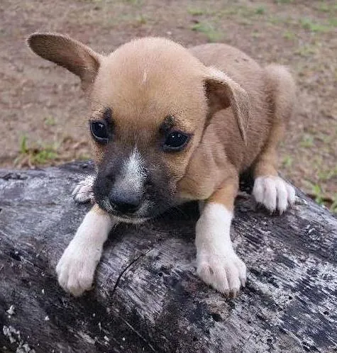 Cachorro ra a Indefinida idade Abaixo de 2 meses nome Não tem