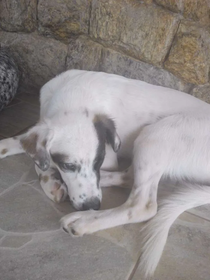 Cachorro ra a SRD idade 2 a 6 meses nome SNOOPY