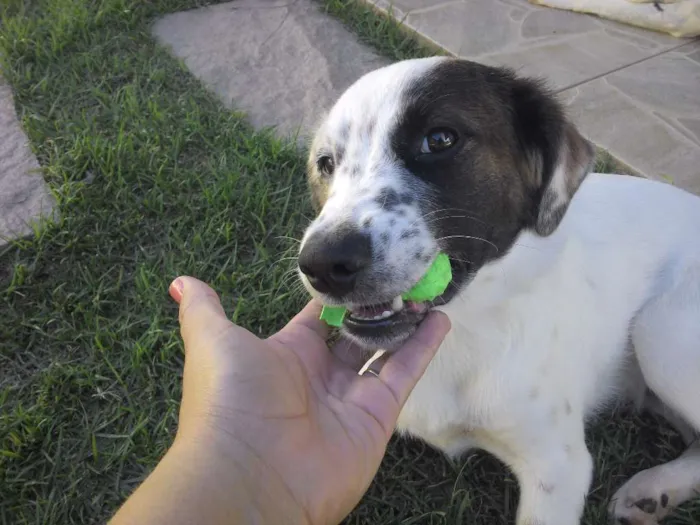 Cachorro ra a SRD idade 2 a 6 meses nome SNOOPY