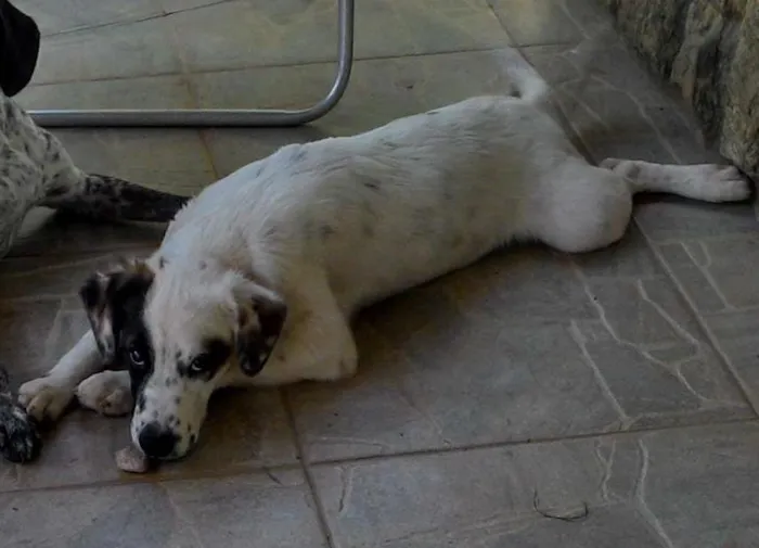Cachorro ra a SRD idade 2 a 6 meses nome SNOOPY