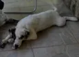 SNOOPY