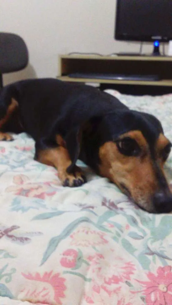 Cachorro ra a Basset-Cofap idade 6 ou mais anos nome mel GRATIFICA