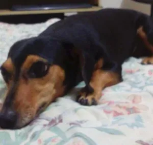 Cachorro raça Basset-Cofap idade 6 ou mais anos nome mel GRATIFICA