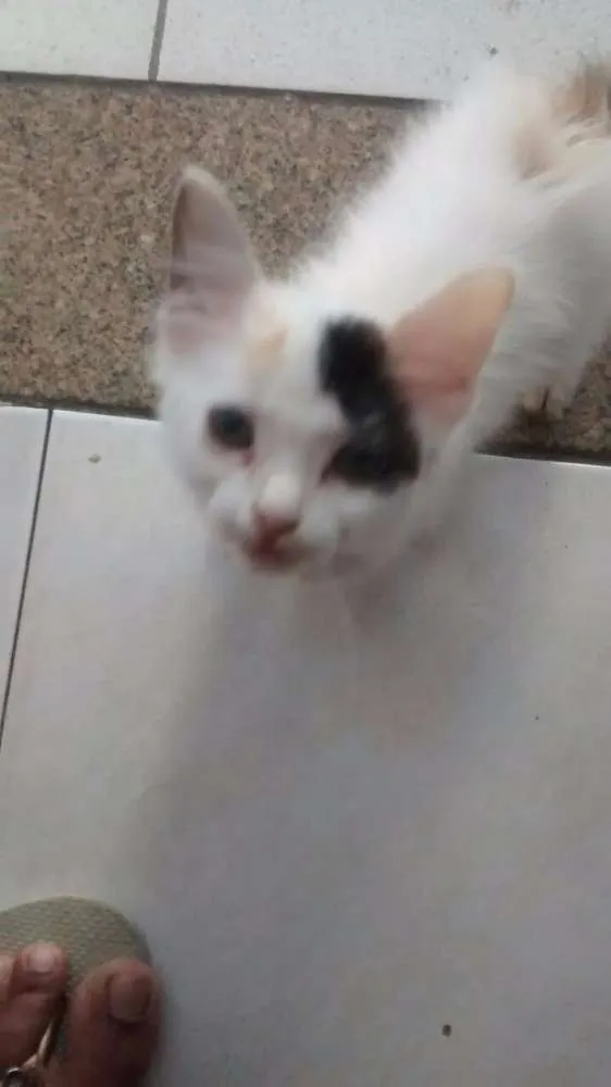 Gato raça mestiça idade Abaixo de 2 meses nome mi-chan