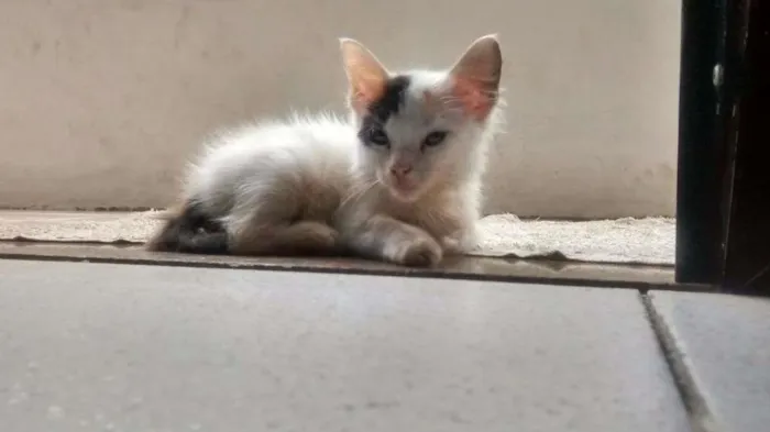 Gato raça mestiça idade Abaixo de 2 meses nome mi-chan