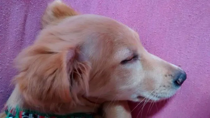 Cachorro raça mestiça idade 1 ano nome Cherry