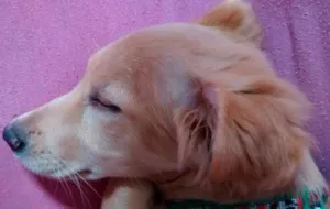 Cachorro raça mestiça idade 1 ano nome Cherry