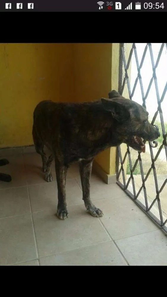 Cachorro ra a Mestiça idade 6 ou mais anos nome Max e mel