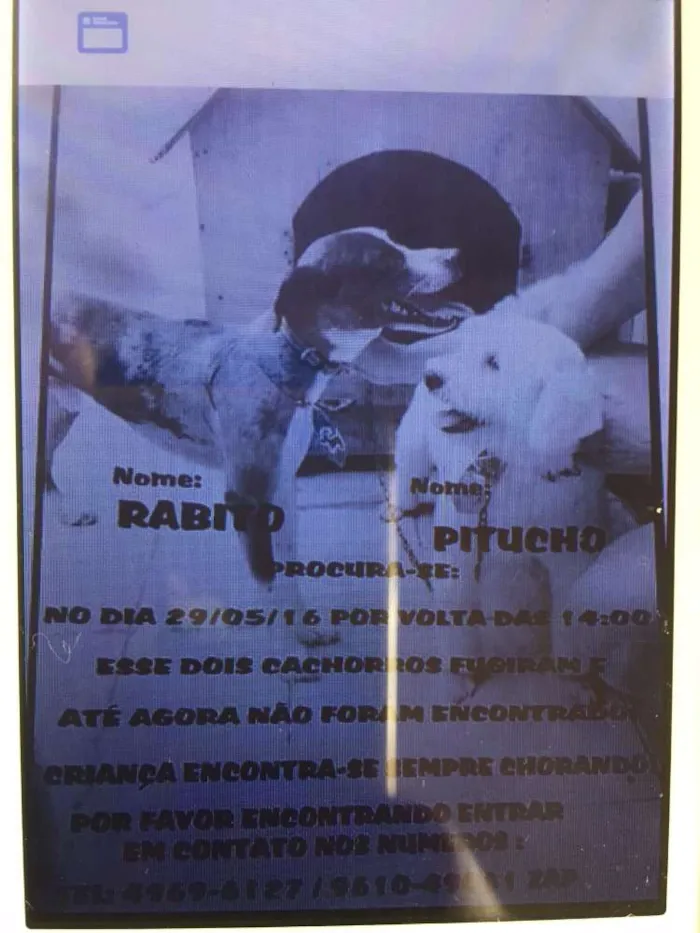 Cachorro ra a Sem raça definida idade 3 anos nome Rabito