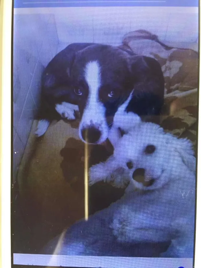 Cachorro ra a Sem raça definida idade 3 anos nome Rabito