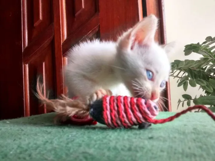 Gato ra a não definida idade Abaixo de 2 meses nome Piper