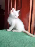 Piper