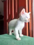 Piper