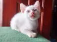 Piper