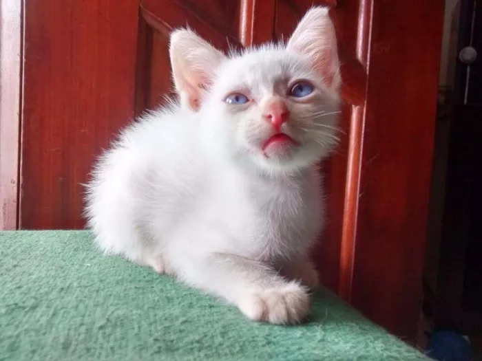 Gato ra a não definida idade Abaixo de 2 meses nome Piper
