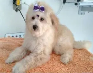 Cachorro raça Poodle idade 1 ano nome Marisca