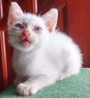 Gato raça não definida idade Abaixo de 2 meses nome Piper