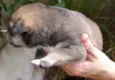 4 Filhotinhas