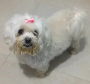 Cachorro raça Liasa  idade 7 a 11 meses nome Cherrie
