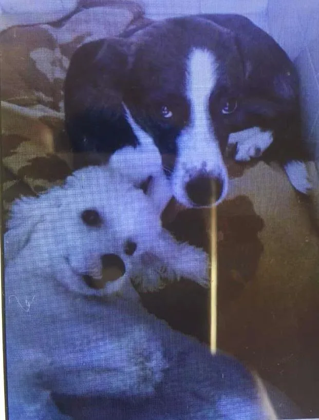 Cachorro ra a Sem raça definida idade 3 anos nome Rabito