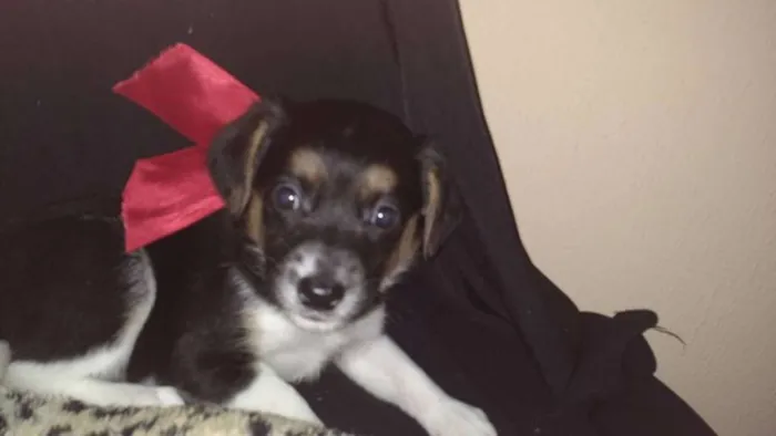 Cachorro ra a SRD(Sem Raça Defiinida)  idade Abaixo de 2 meses nome indefinido 