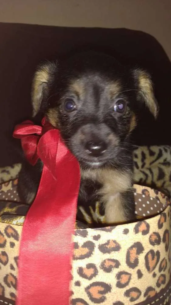 Cachorro ra a SRD(Sem Raça Defiinida)  idade Abaixo de 2 meses nome indefinido 