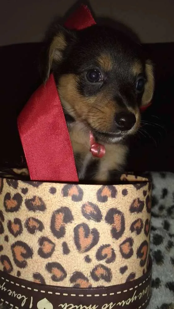Cachorro ra a SRD(Sem Raça Defiinida)  idade Abaixo de 2 meses nome indefinido 