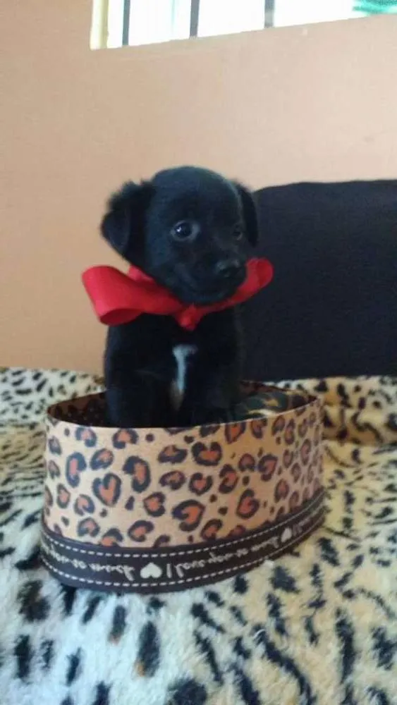 Cachorro ra a SRD(Sem Raça Defiinida)  idade Abaixo de 2 meses nome indefinido 