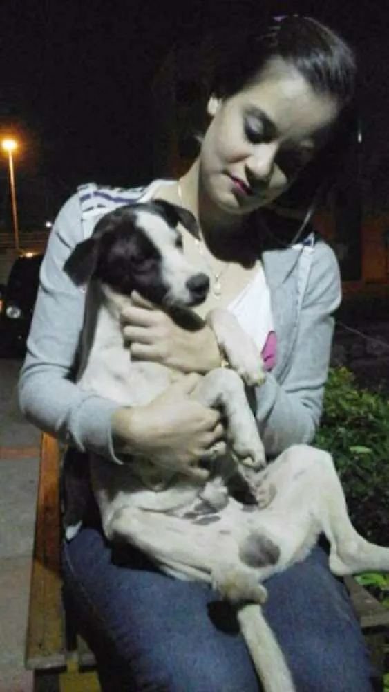 Cachorro ra a FOX PAULISTINHA idade 2 a 6 meses nome EmaNuel