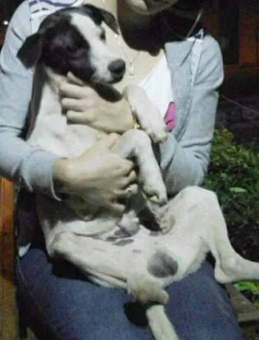 Cachorro ra a FOX PAULISTINHA idade 2 a 6 meses nome EmaNuel