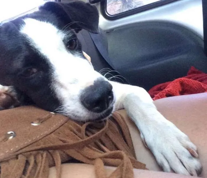 Cachorro ra a FOX PAULISTINHA idade 2 a 6 meses nome EmaNuel