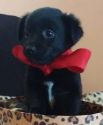 Cachorro ra a SRD(Sem Raça Defiinida)  idade Abaixo de 2 meses nome indefinido 