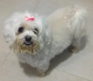 Cachorro raça Liasa idade 6 ou mais anos nome Cherrie
