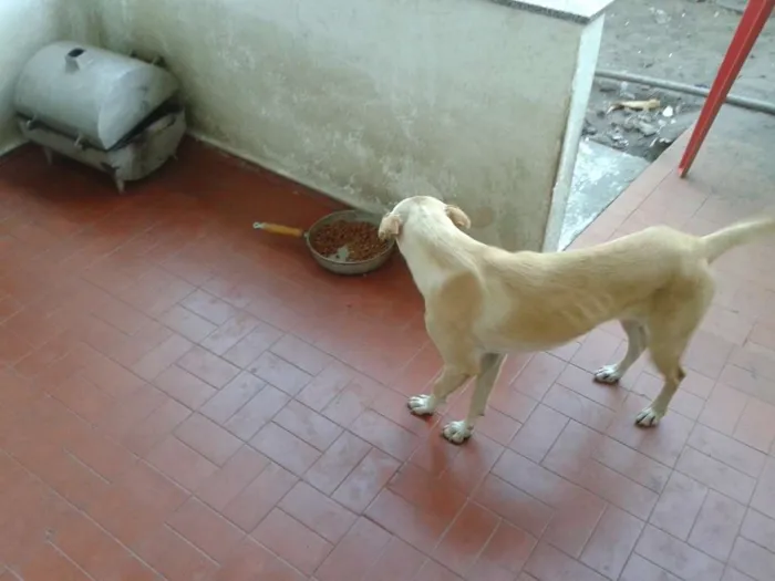 Cachorro raça MISTURADO idade 2 anos nome NINA