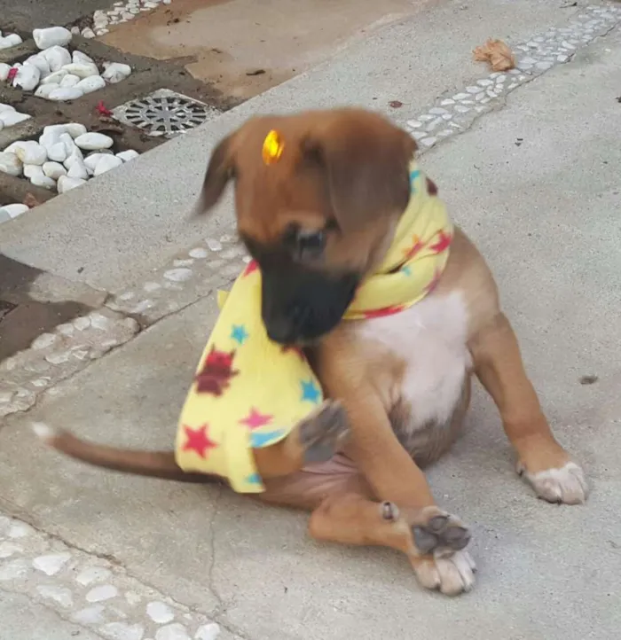 Cachorro ra a SRD idade Abaixo de 2 meses nome BELA 