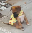 BELA