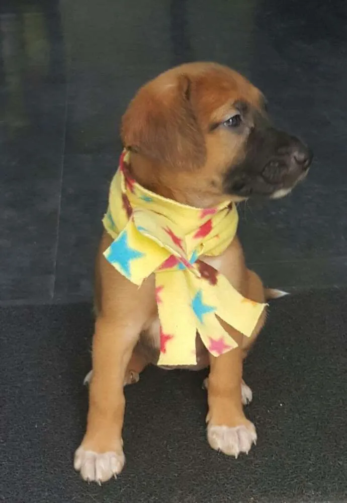 Cachorro ra a SRD idade Abaixo de 2 meses nome BELA 