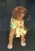 BELA
